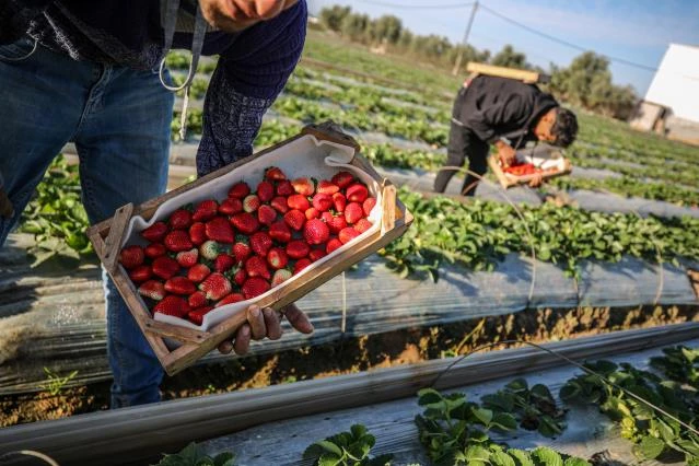 İsrail Filistinlilerin çilek tarlalarını hedef aldı buldozerlerle girdi